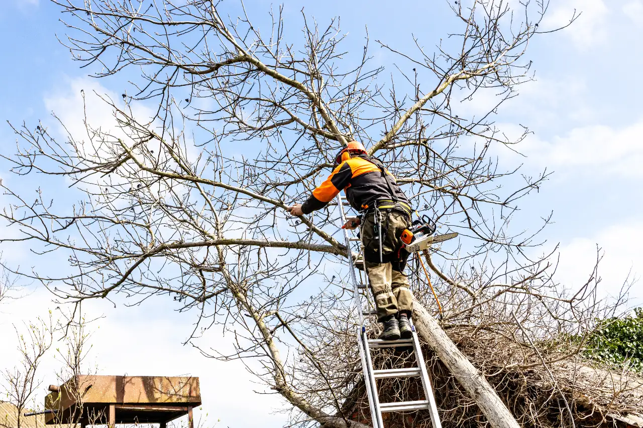 Tree removal Connecticut